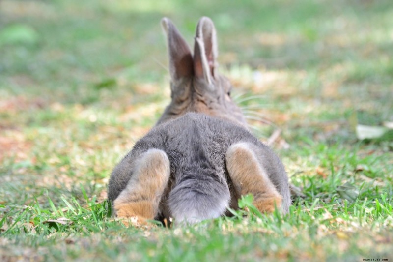 Sofortige Tipps, um die Körpersprache von Kaninchen zu verstehen 