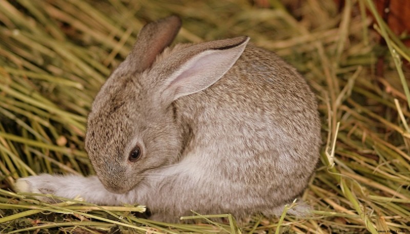 So pflegen Sie Ihr Kaninchen:Eine vollständige Anleitung 