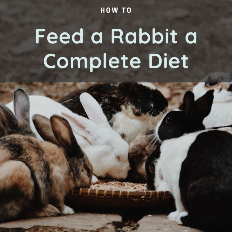Die besten Tipps, um Ihrem Kaninchen eine vollständige Ernährung zu geben 
