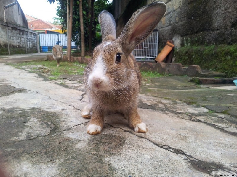Hier erfahren Sie, wie Sie ein Kaninchen aus einem Tierheim adoptieren können 
