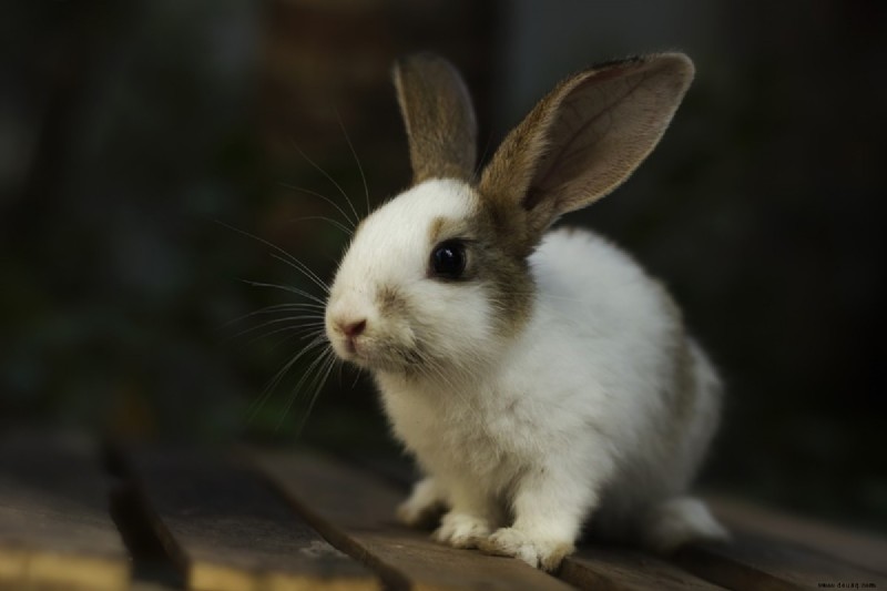 Hier erfahren Sie, wie Sie ein Kaninchen aus einem Tierheim adoptieren können 