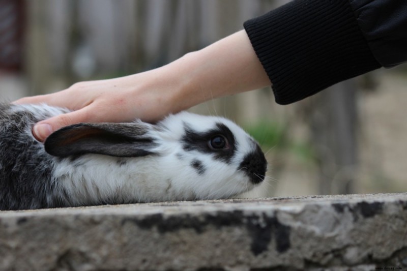 Hier erfahren Sie, wie Sie ein Kaninchen aus einem Tierheim adoptieren können 