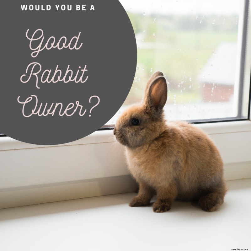 Ist ein Kaninchen das beste Haustier für Sie? 