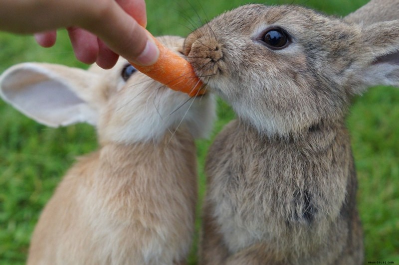 Ist ein Kaninchen das beste Haustier für Sie? 