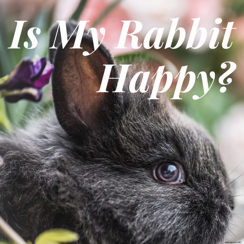 Ist mein Kaninchen glücklich? Zeichen, dass Ihr Kaninchen zufrieden ist 