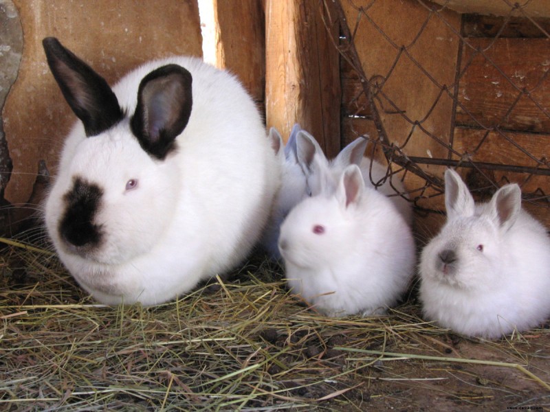 Häufige Ursachen für plötzlichen Tod bei gesunden Kaninchen 