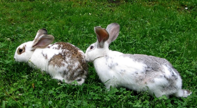 Häufige Ursachen für plötzlichen Tod bei gesunden Kaninchen 
