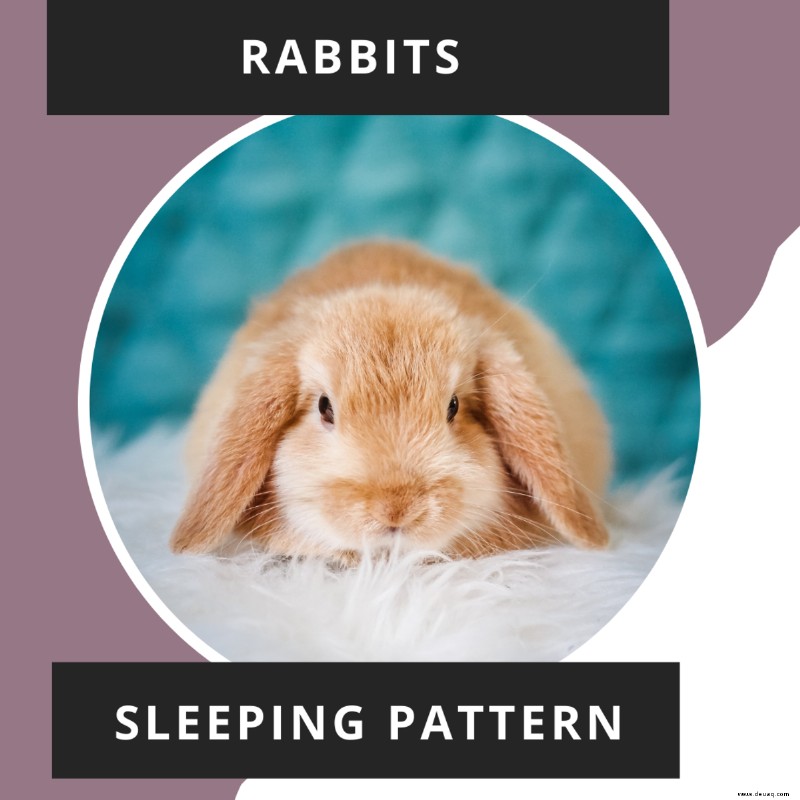 Warum Kaninchen im Schlaf mit den Zähnen knirschen und schwer atmen 