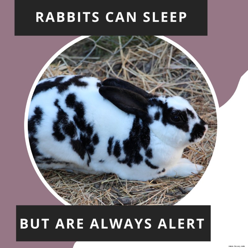Warum Kaninchen im Schlaf mit den Zähnen knirschen und schwer atmen 
