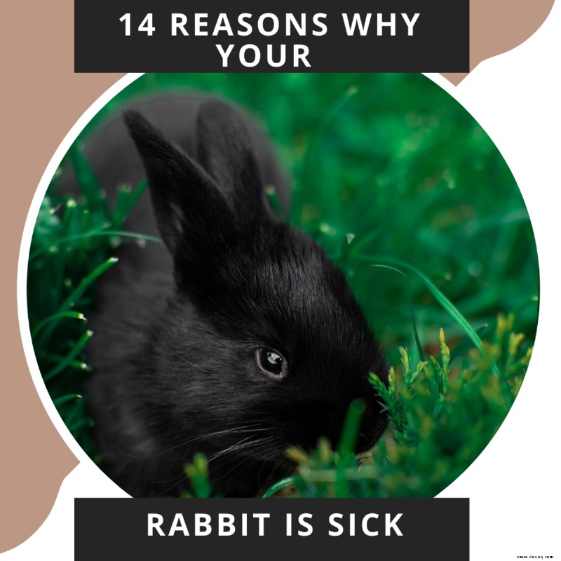 14 Gründe, warum Ihr Hase krank sein könnte 