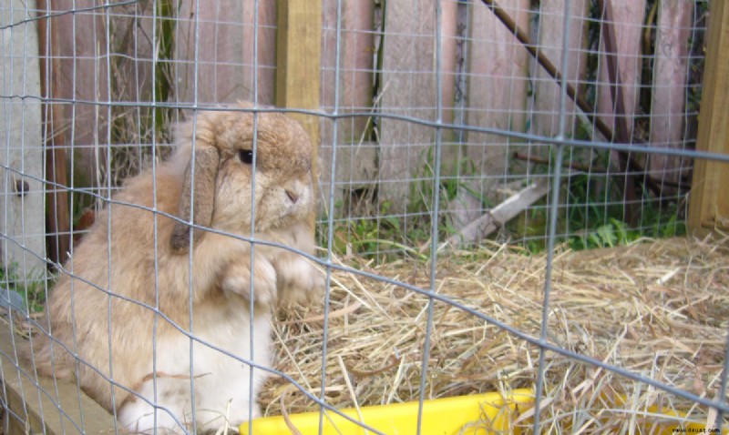 Wie man ein Freiland-Kaninchen im Freien hält 