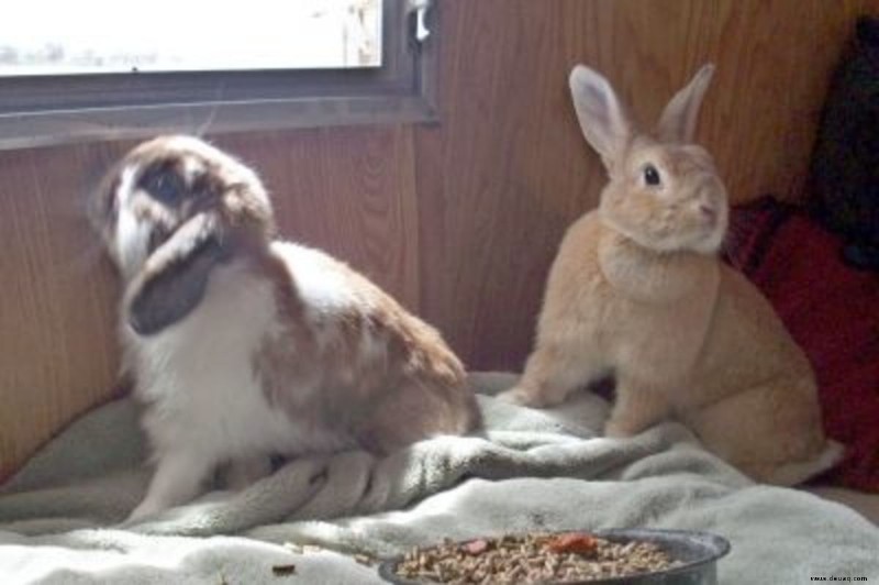 Bunny DIY:Wie man sein eigenes hausgemachtes Kaninchenspielzeug herstellt 