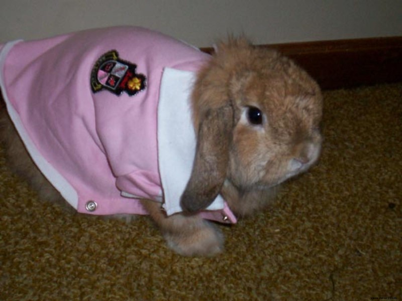Können Kaninchen Kleidung tragen? 