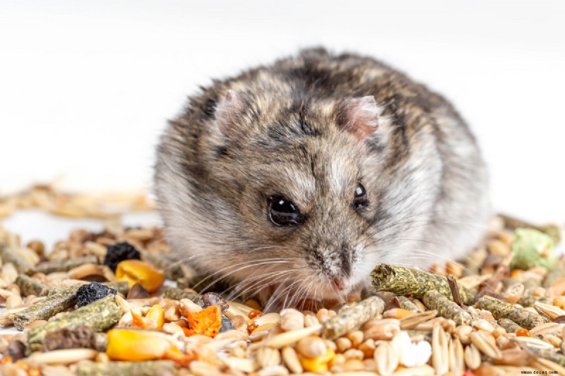 Die beste Diät für Hamster, wie von Experten empfohlen 