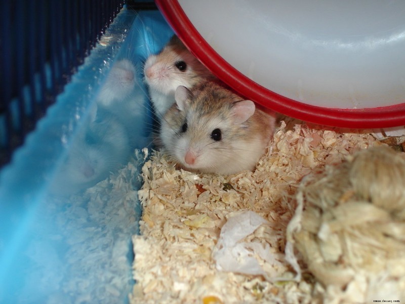 Die beste Diät für Hamster, wie von Experten empfohlen 