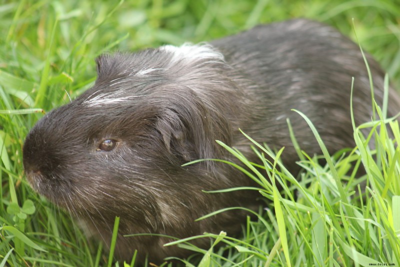 Unsere Erfahrung mit vier männlichen Meerschweinchen 