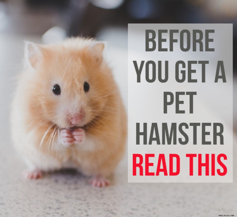 5 Gründe, sich keinen Hamster anzuschaffen 