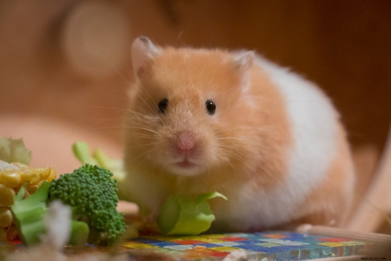 8 Dinge, die Sie wissen sollten, bevor Sie sich einen Hamster anschaffen 