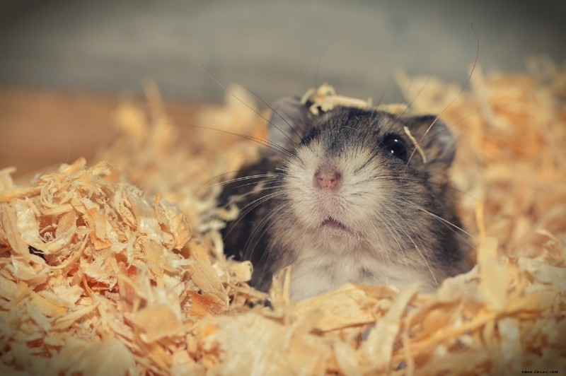 8 Dinge, die Sie wissen sollten, bevor Sie sich einen Hamster anschaffen 