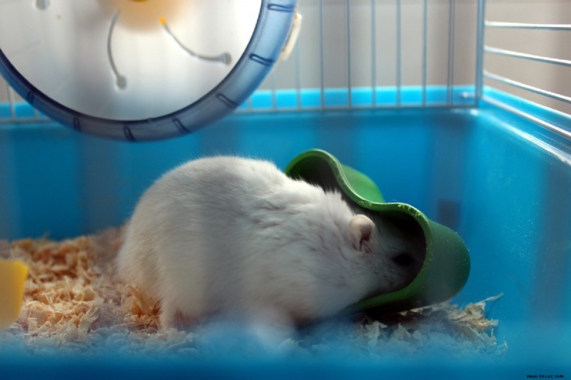 8 Dinge, die Sie wissen sollten, bevor Sie sich einen Hamster anschaffen 