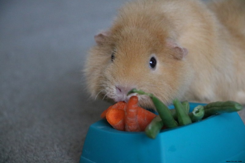 Die beste Meerschweinchen-Diät (und welche Lebensmittel zu vermeiden sind) 