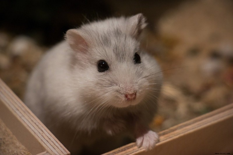 9 Dinge, die Ihr Hamster für ein langes und glückliches Leben braucht 