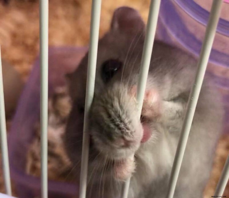 9 Dinge, die Ihr Hamster für ein langes und glückliches Leben braucht 