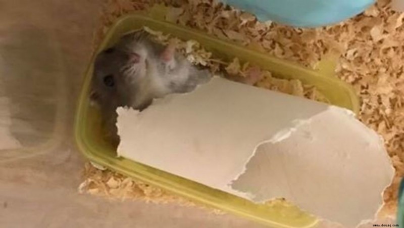 9 Dinge, die Ihr Hamster für ein langes und glückliches Leben braucht 