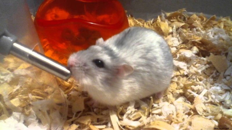 9 Dinge, die Ihr Hamster für ein langes und glückliches Leben braucht 