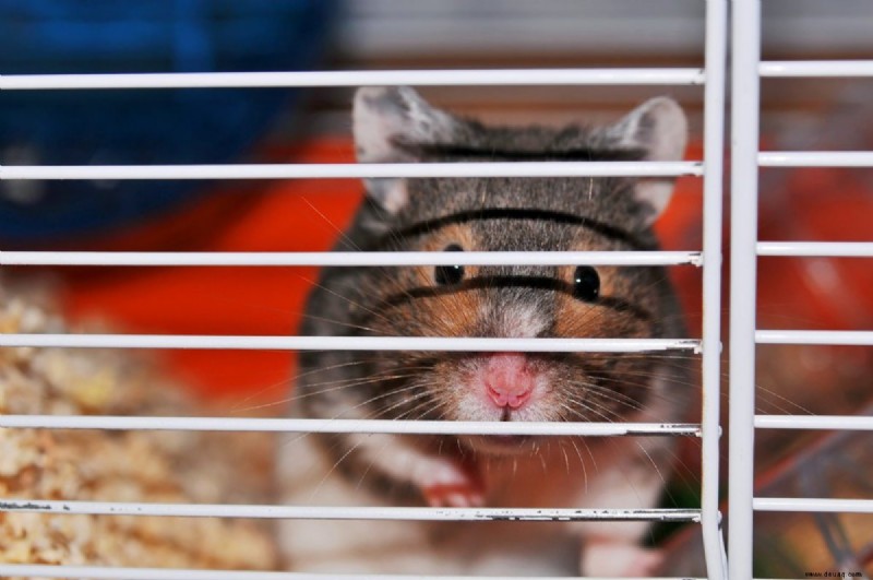 Die beste Hamsterkäfiggröße:Wie groß sollte sie sein? 