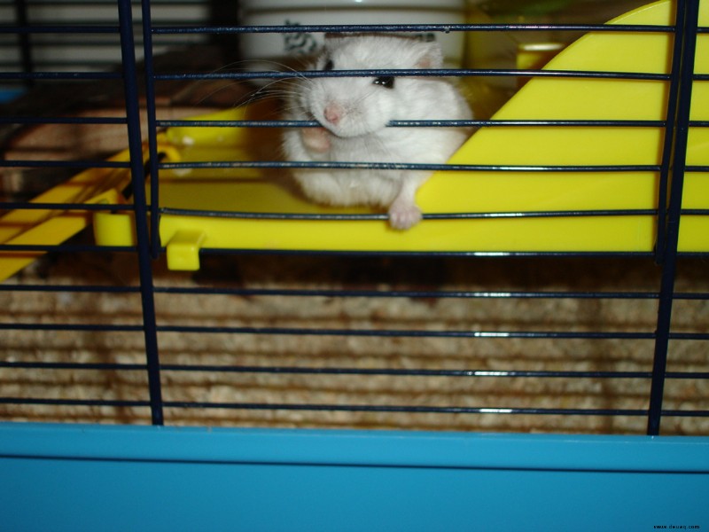 Die beste Hamsterkäfiggröße:Wie groß sollte sie sein? 