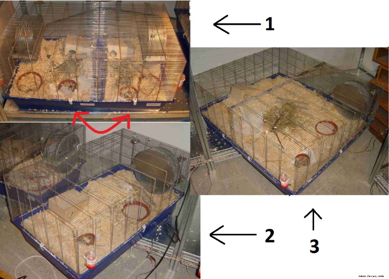 Die beste Hamsterkäfiggröße:Wie groß sollte sie sein? 