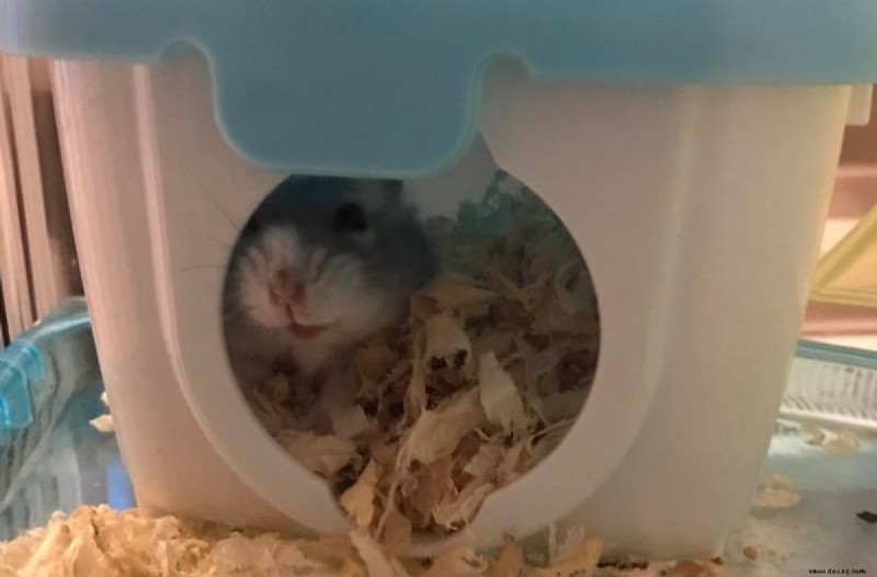 Warum vertraut mir mein Hamster nicht? 