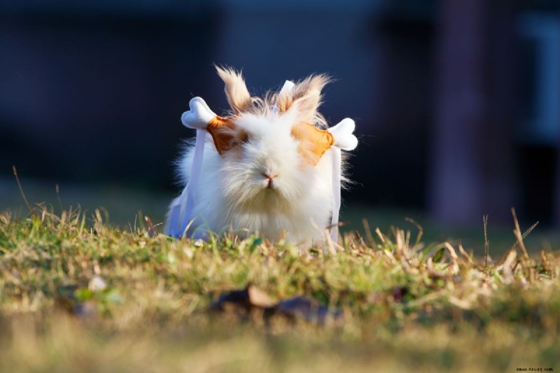 6 Gründe, warum Meerschweinchen tolle Haustiere sind 