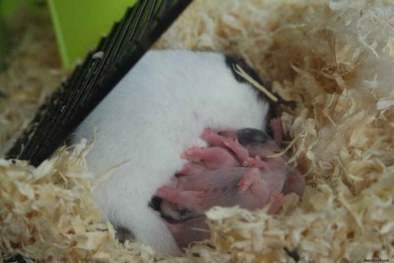 6 Dinge, die Sie nicht tun sollten, wenn Ihr Hamster Babys hat 