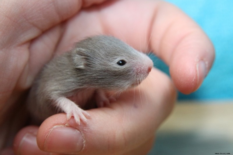 6 Dinge, die Sie nicht tun sollten, wenn Ihr Hamster Babys hat 