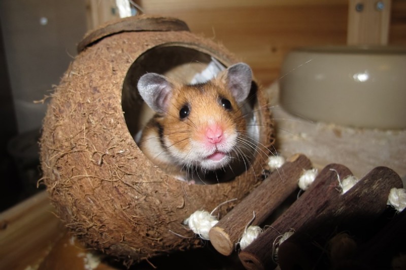 6 Dinge, die Sie nicht tun sollten, wenn Ihr Hamster Babys hat 