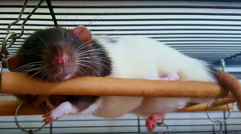 Ratten als Therapiehaustiere 