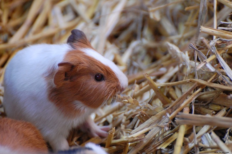 So helfen Sie Ihrem Meerschweinchen, an Gewicht zuzunehmen 