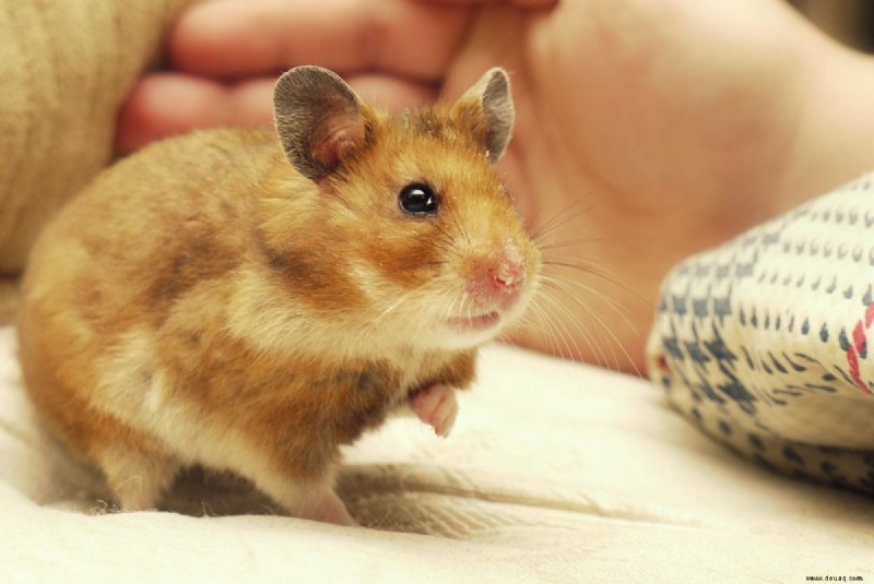 Wie man Schwarzbärhamster pflegt und aufzieht 