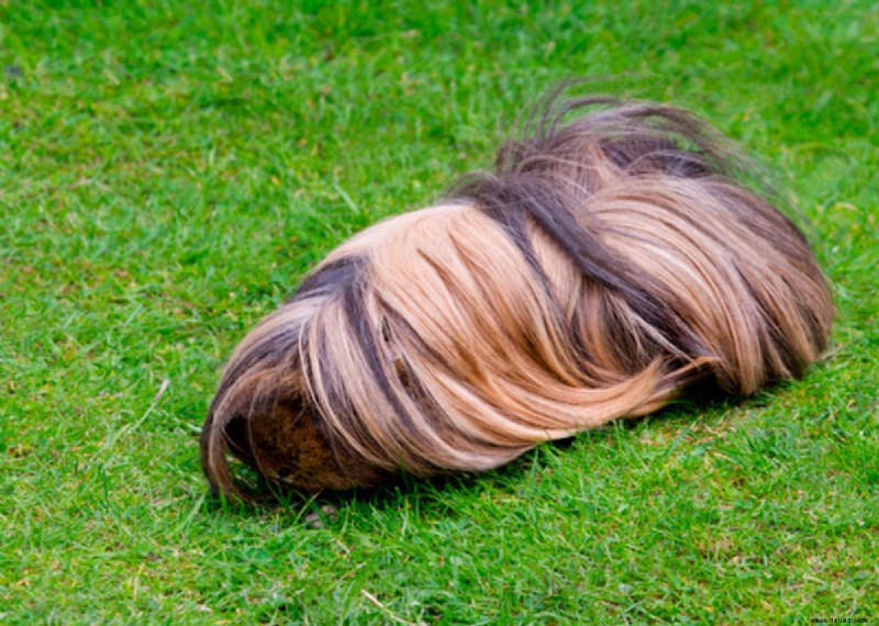 Wie kümmert man sich um ein langhaariges peruanisches Meerschweinchen? 