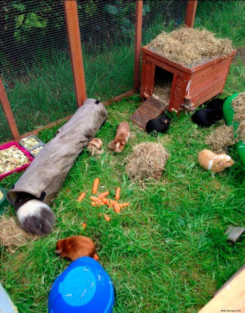 Wie kümmert man sich um ein langhaariges peruanisches Meerschweinchen? 