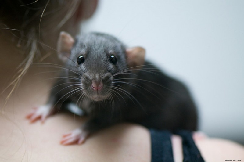 10 Risiken der Zucht von Edelratten 