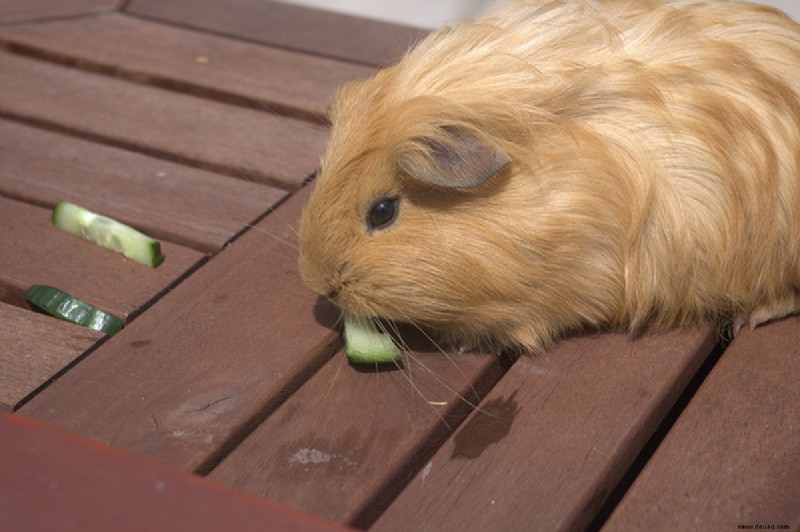 Was tun bei einem überhitzten Meerschweinchen? 