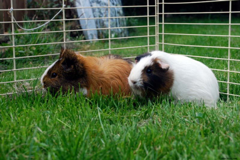 Was tun bei einem überhitzten Meerschweinchen? 