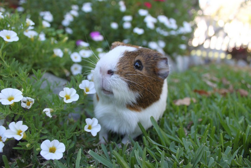 Was tun bei einem überhitzten Meerschweinchen? 