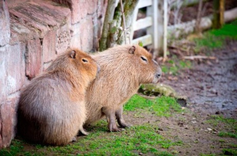 Abessinier-Meerschweinchen:Pflegeratgeber, Rassen, Farben, Herkunft 