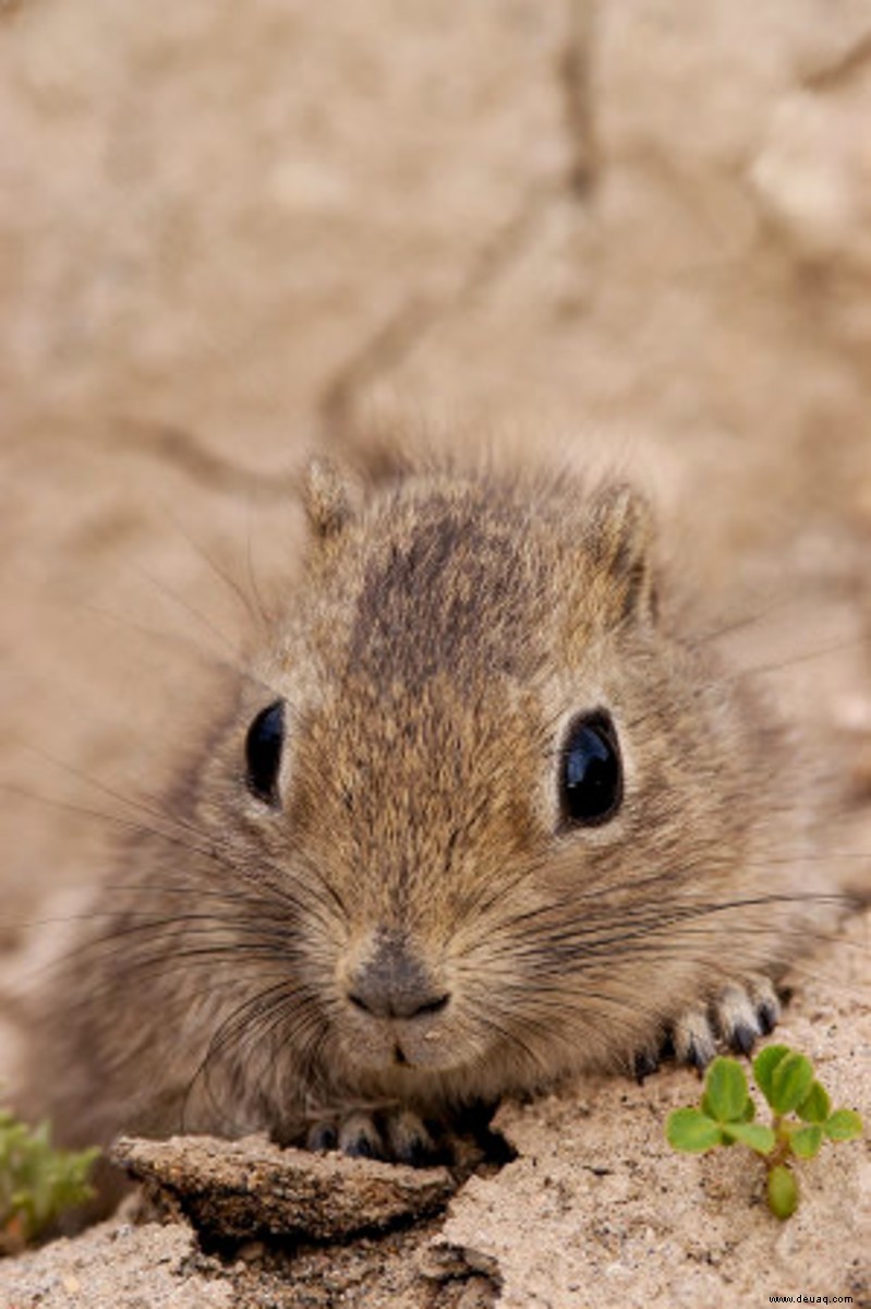 Abessinier-Meerschweinchen:Pflegeratgeber, Rassen, Farben, Herkunft 