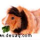 Abessinier-Meerschweinchen:Pflegeratgeber, Rassen, Farben, Herkunft 