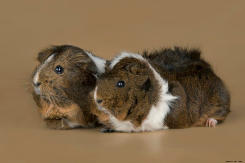 Abessinier-Meerschweinchen:Pflegeratgeber, Rassen, Farben, Herkunft 